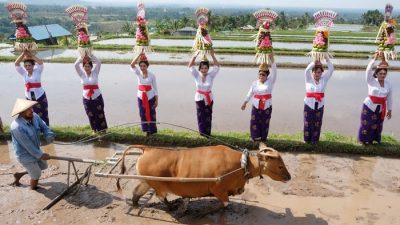 Festival Jatiluwih 2025 Resmi Dibuka, Usulan Perpanjangan Durasi Hingga Sebulan